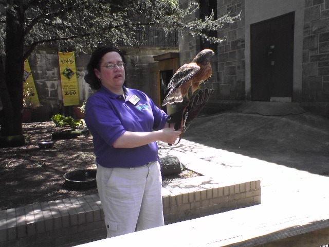 Hawk
