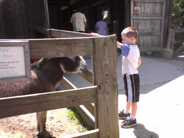 Donkey