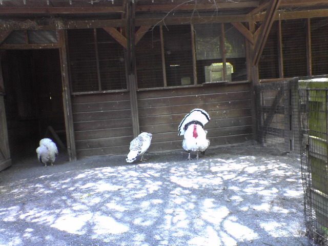 Turkeys