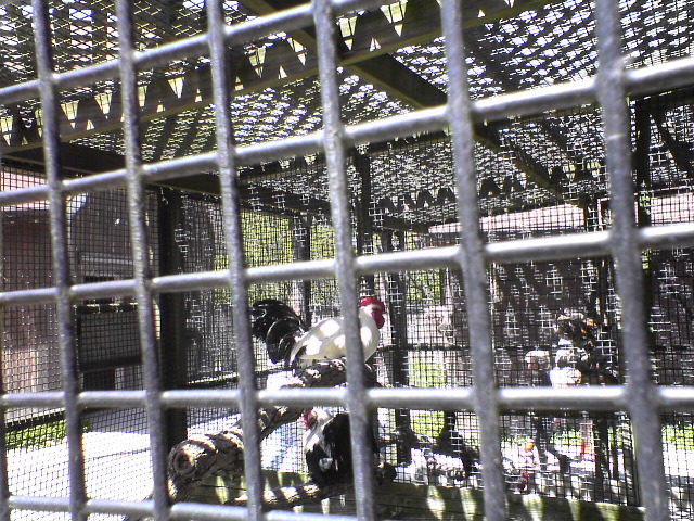 Roosters