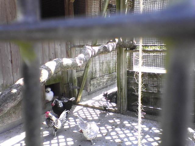 Chickens