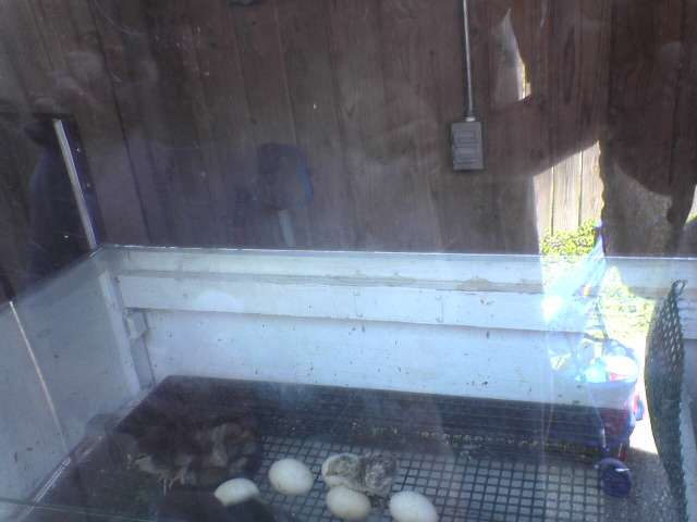 Chicks in incubator