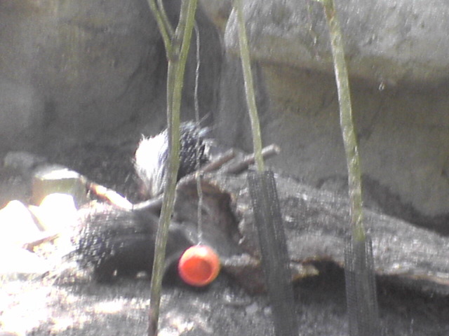 Porcupines