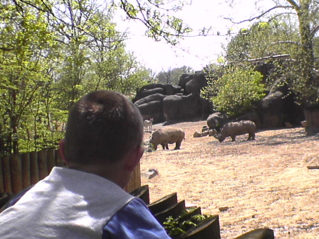 Rhinos
