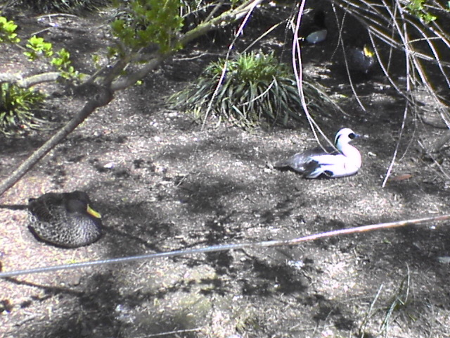 Ducks