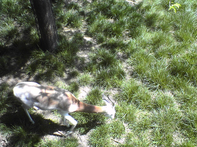 Antelope