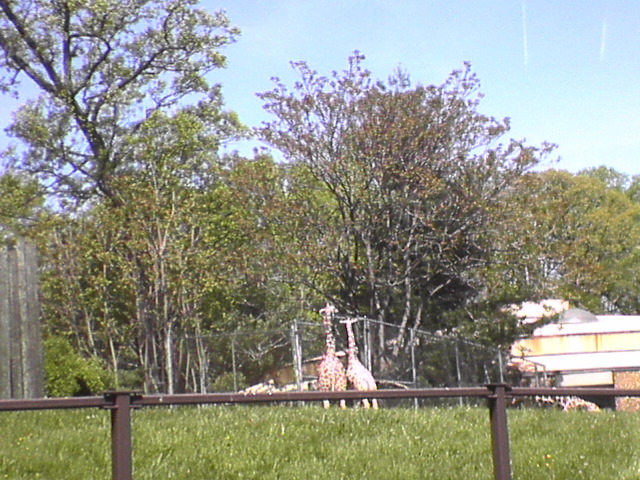 Giraffes