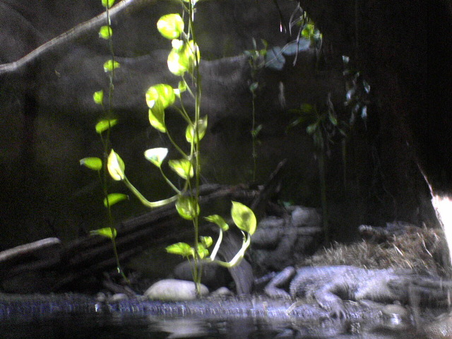 Crocodile