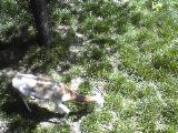 Antelope