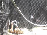 Chimp