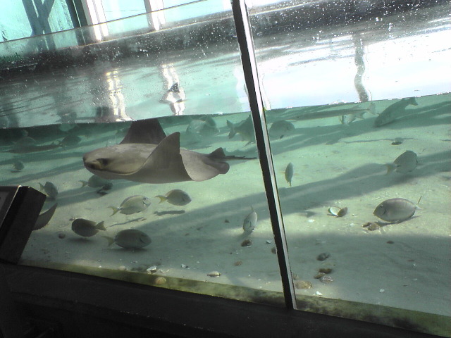 Stingray