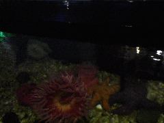 Anemone & starfish in touch tank