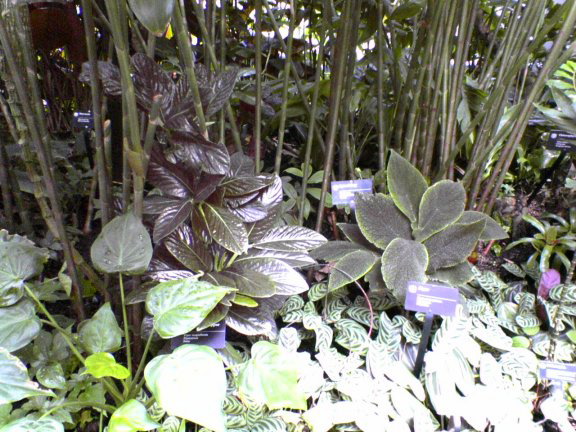 plants