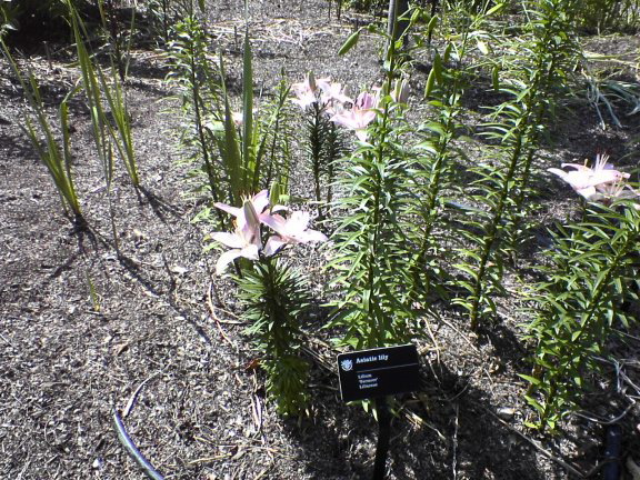 asian-lilies