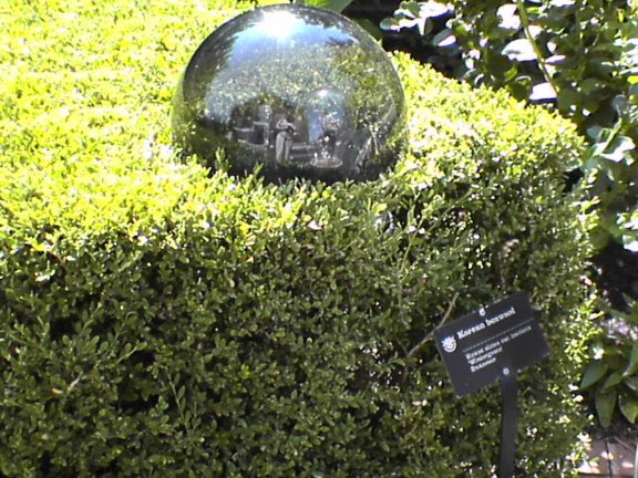 boxwood