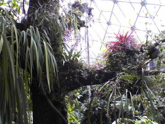 garden2