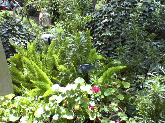 garden6