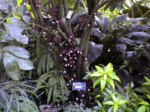 real-flowers