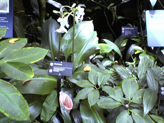real-flower2