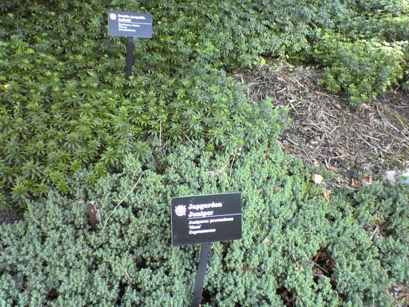 ground-cover