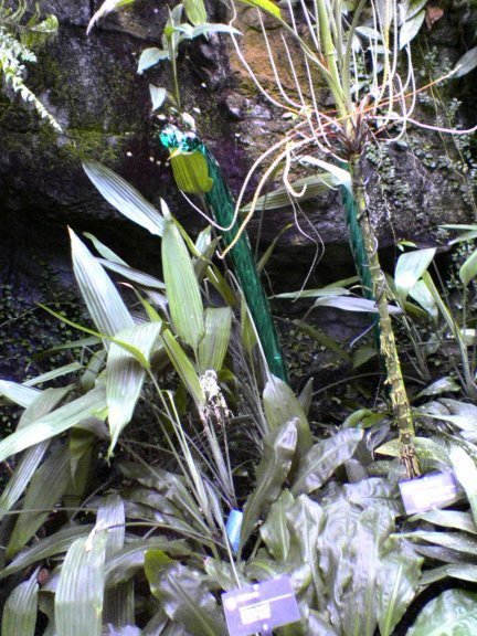glass-garden14