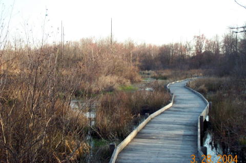 Boardwalk Over Swamp