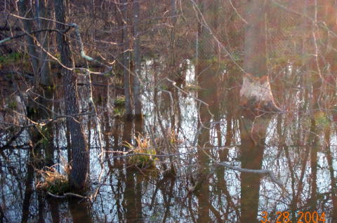 Gnawed By Beavers