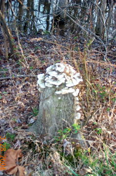 Fungi On Stump