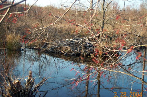 Beaver Lodge
