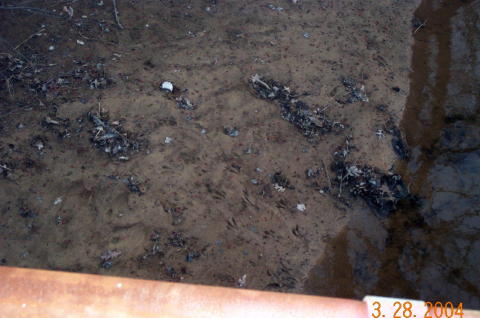 Deer Prints